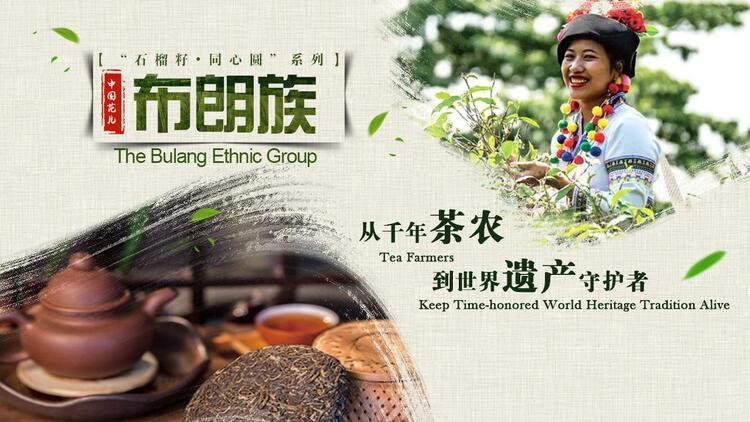 石榴籽·同心圓 | 布朗族:從千年茶農到世界遺産守護者
