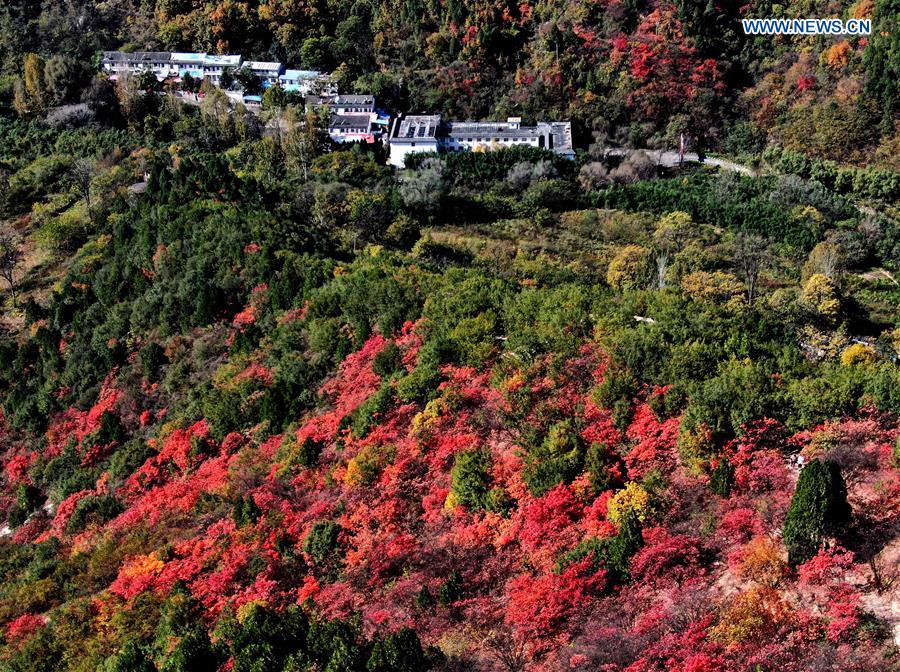 Scenery of red leaves on mountain in Luoyang