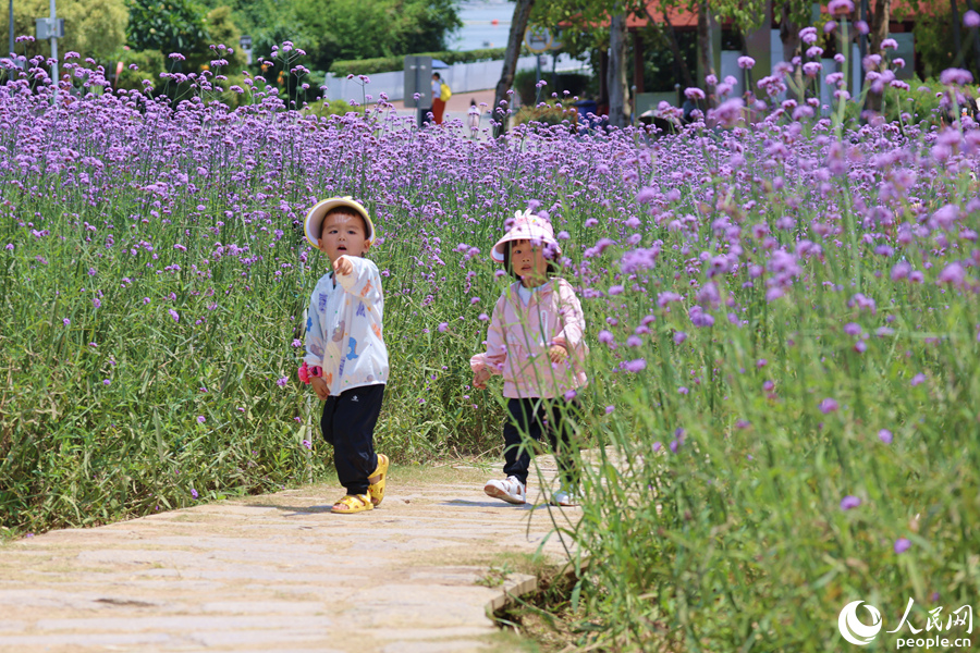 厦门逾万平方米柳叶马鞭草迎来盛花期