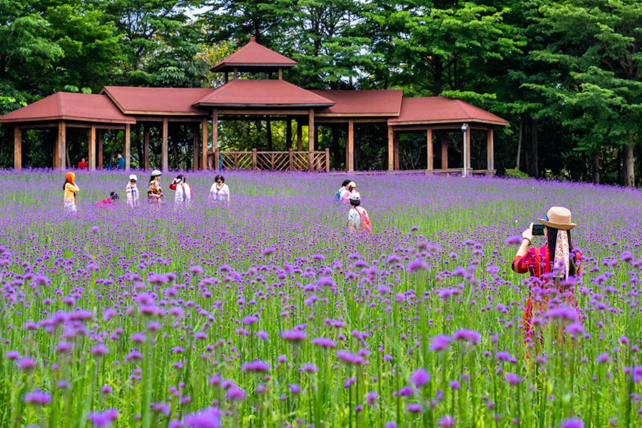 厦门逾万平方米柳叶马鞭草迎来盛花期