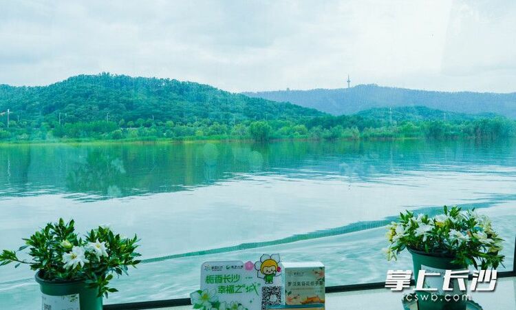 組圖丨梔子花香飄橘子洲_fororder_3