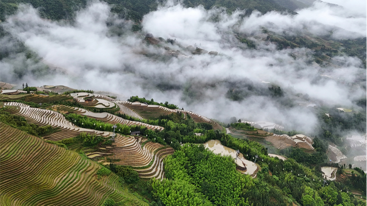 5月19日,在广西桂林市龙胜各族自治县龙脊梯田景区拍摄的梯田云海景观