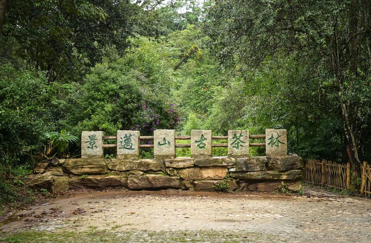 石榴籽·同心圓 | 布朗族:從千年茶農到世界遺産守護者
