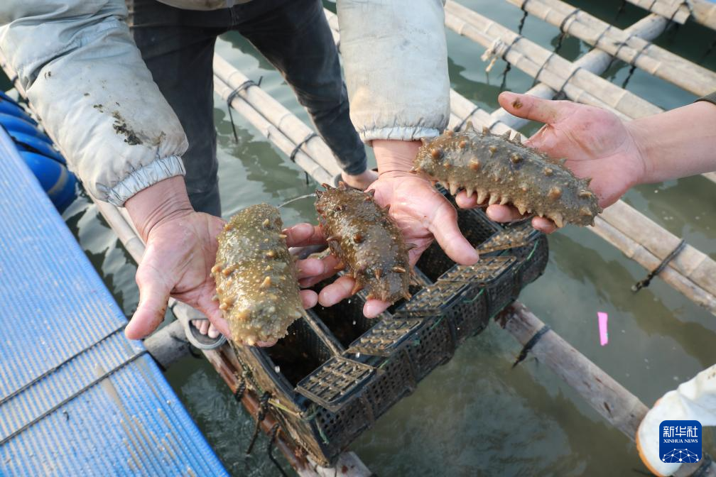 福建：耕海牧渔 建设“海上粮仓”