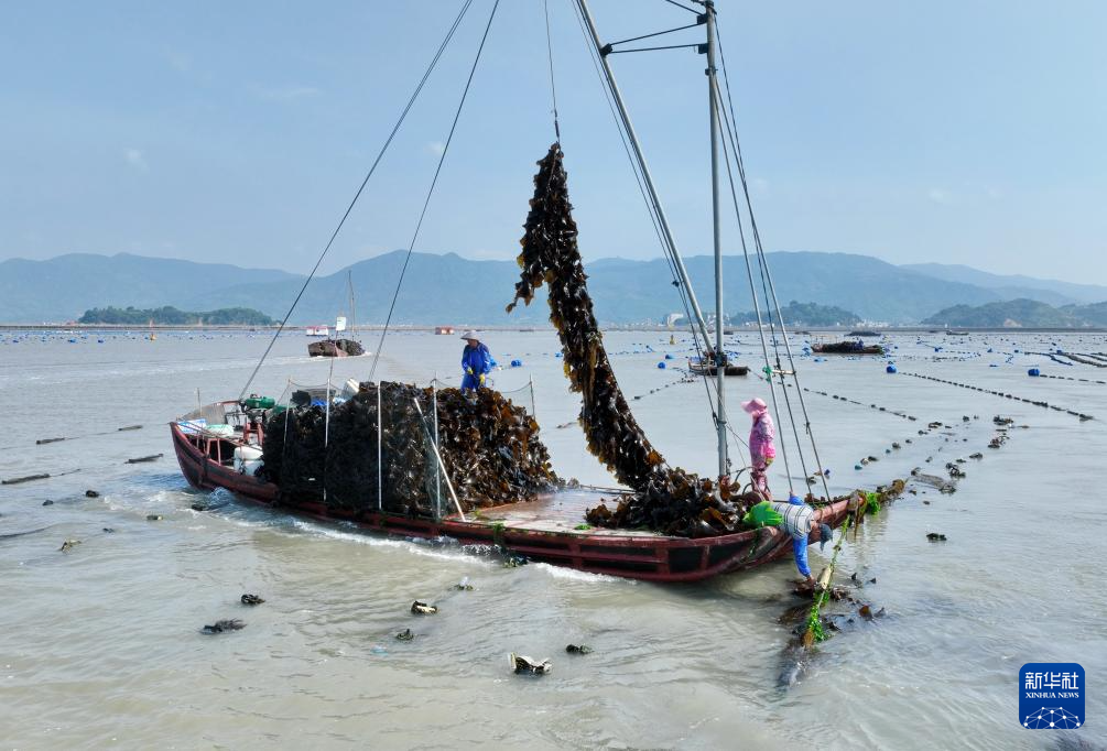 福建：耕海牧渔 建设“海上粮仓”