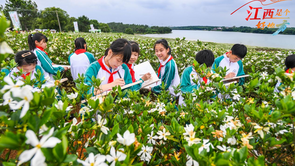  [Jiangxi is a good place] Camphor tree trip of Chinese medicine: Gardenia flowers bloom in thousands of acres, bearing the "golden fruit" of revitalization