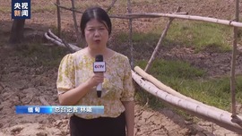 緬甸極端高溫天氣致農業受損：河流枯竭 作物減産