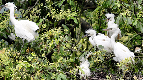 宜宾筠连:生态秀美 群鹭蹁跹_fororder_白鹭及白鹭幼鸟-供图-筠连县融