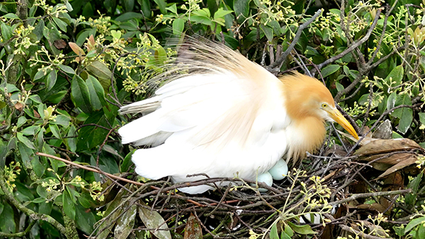 宜宾筠连：生态秀美 群鹭蹁跹_fororder_黄头鹭孵蛋-供图-筠连县融媒体中心