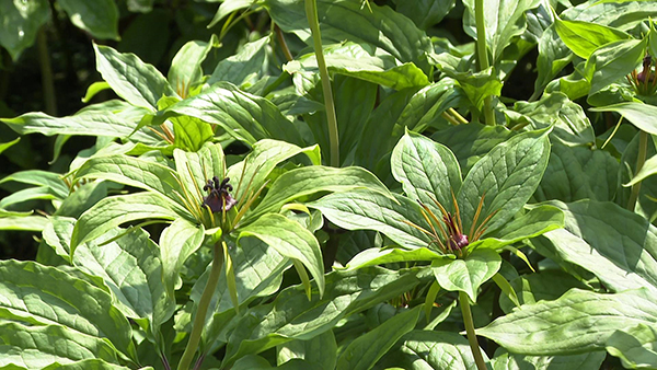 宜宾筠连：发展中药材特色产业 让村民腰包鼓起来_fororder_长势良好的重楼-供图-筠连县融媒体中心