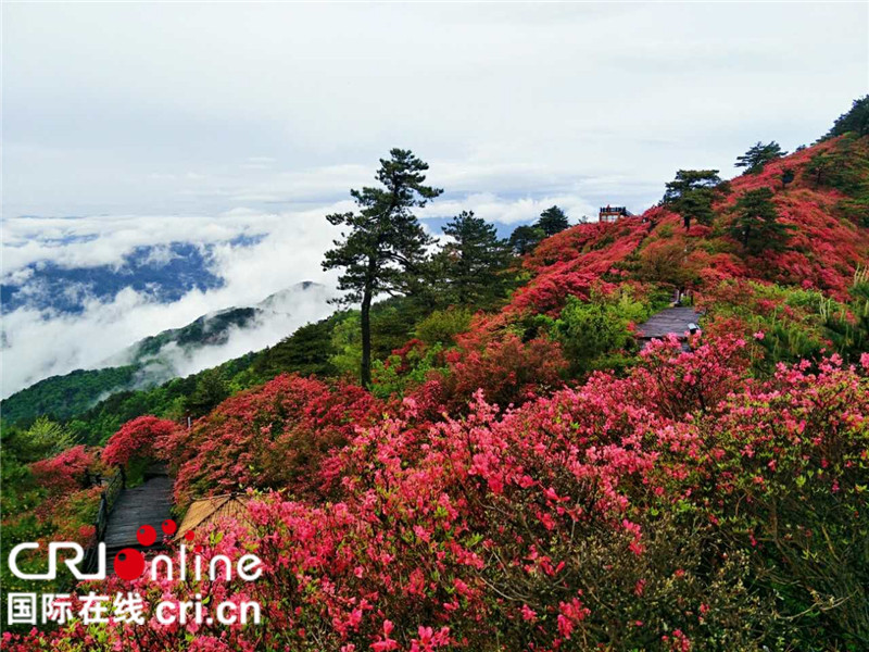 （存当中）湖北麻城第六届杜鹃节成为“五一游”热点