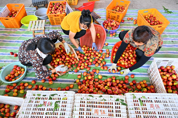 复苏的步伐｜四川仁寿：油桃喜获大丰收 共筑乡村振兴梦_fororder_未标题-3
