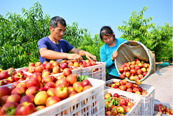 复苏的步伐｜四川仁寿：油桃喜获大丰收 共筑乡村振兴梦_fororder_未标题-6