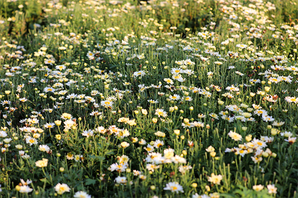 带领村民增收致富 宜宾筠连这位“兵支书”有妙招_fororder_花园村种植的胎菊-供图-筠连县融媒体中心