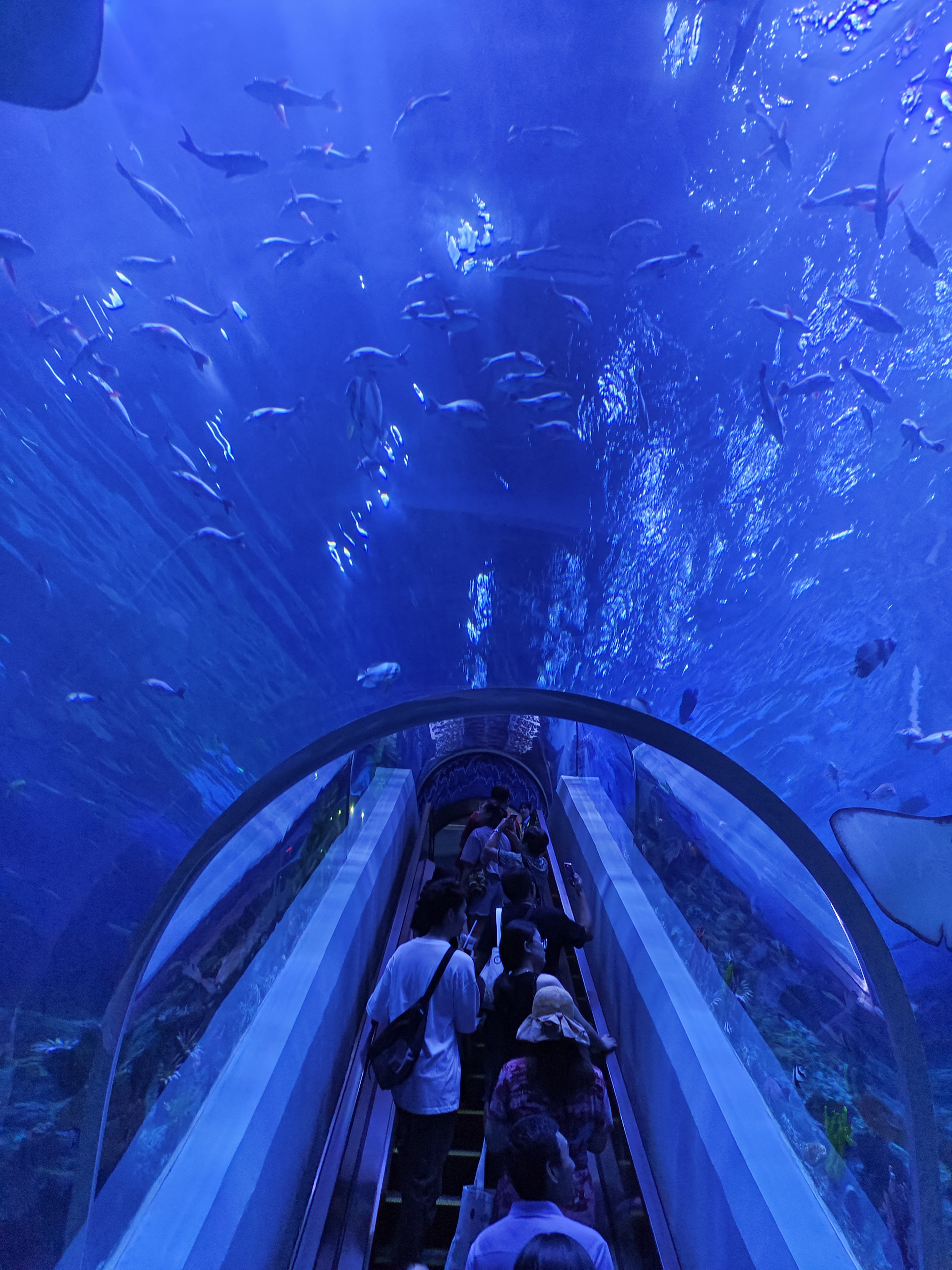 时光流转 记忆重燃 广州海洋馆焕新归来 再续海洋奇缘_fororder_101
