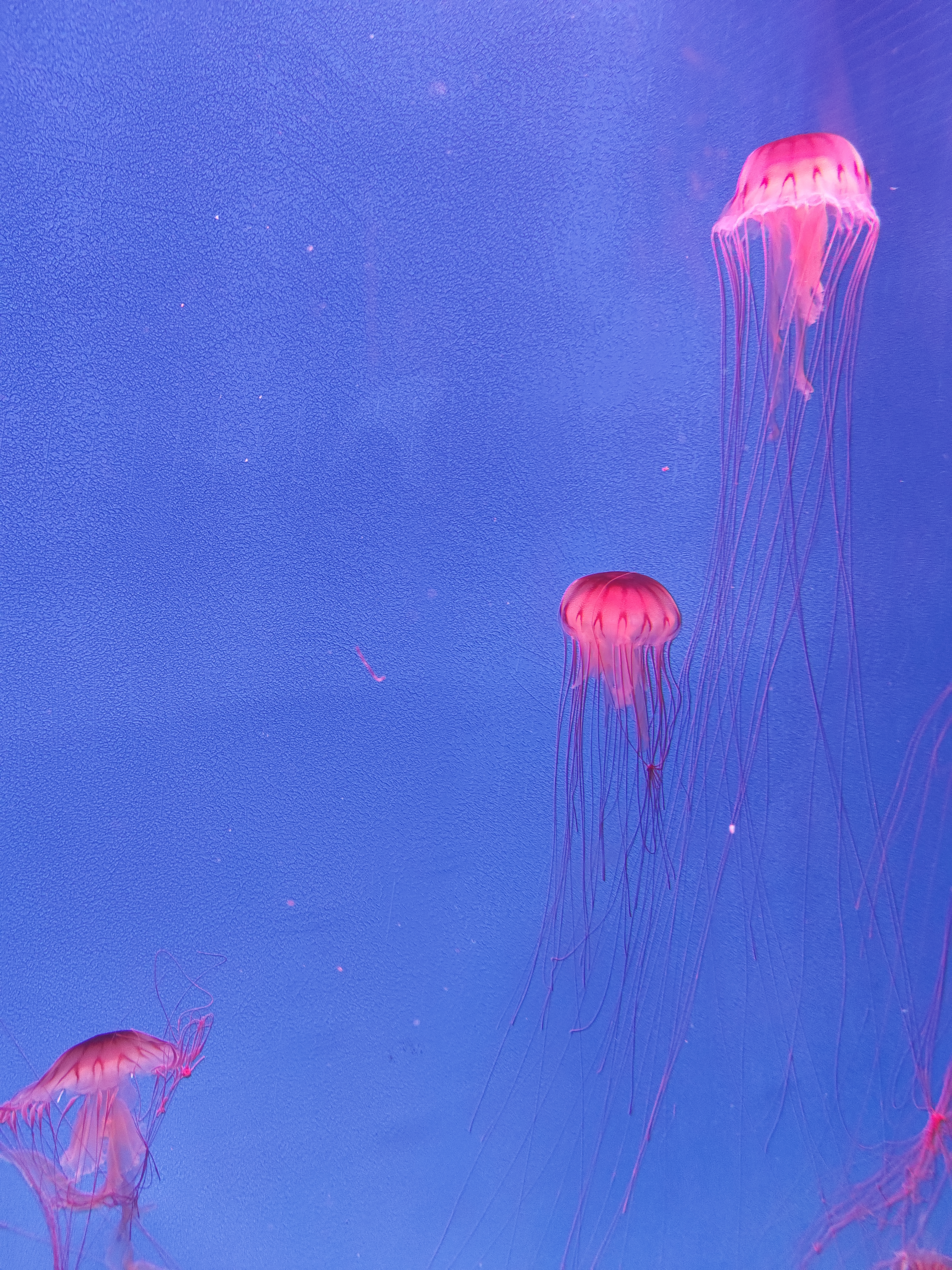 时光流转 记忆重燃 广州海洋馆焕新归来 再续海洋奇缘_fororder_106