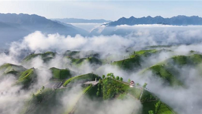  Hefeng, Hubei: Tea garden looks like a fairyland after rain