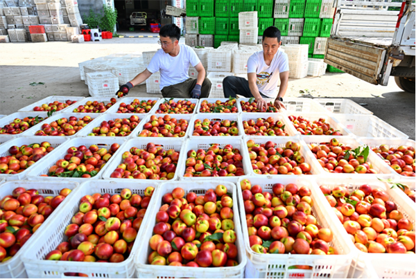 复苏的步伐｜四川仁寿：油桃喜获大丰收 共筑乡村振兴梦_fororder_未标题-5