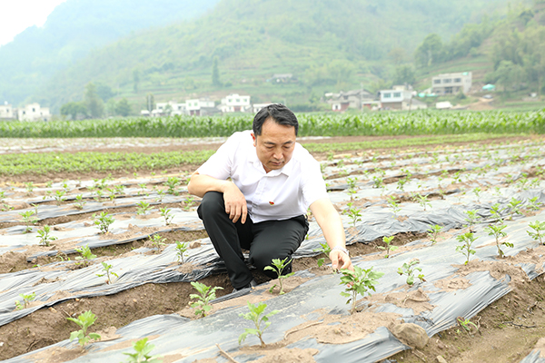 带领村民增收致富 宜宾筠连这位“兵支书”有妙招_fororder_郭勇在查看胎菊长势-供图-筠连县融媒体中心
