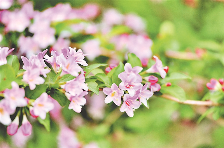 醉龙江|哈尔滨：锦带花绽放