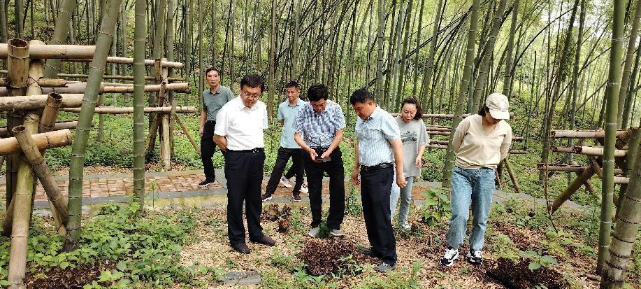 宜春市政协副主席、市级林长欧阳昕到铜鼓县开展巡林督导_fororder_图片12