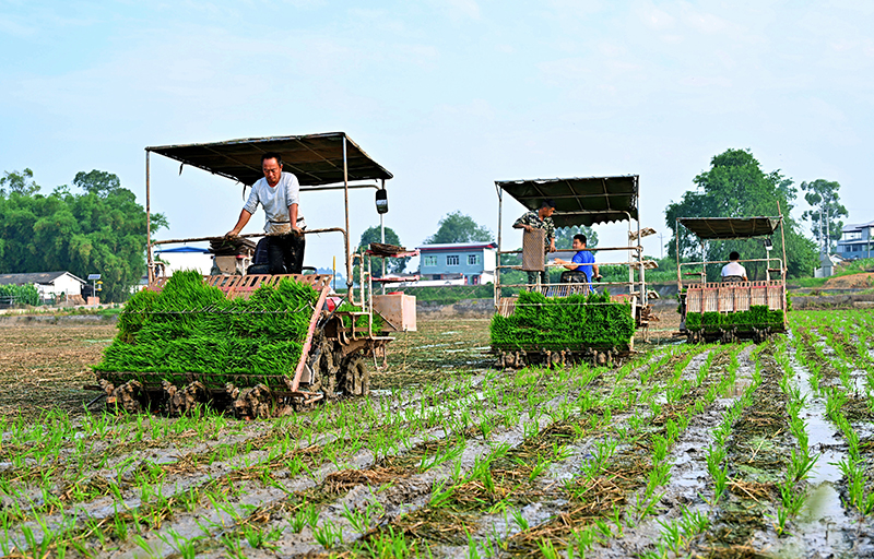 组图｜打造更高水平的“天府粮仓” 眉山仁寿农机插秧忙_fororder_在仁寿县珠嘉镇棚村村，越友种植专业合作社正在进行水稻机插秧全程托管服务。-01