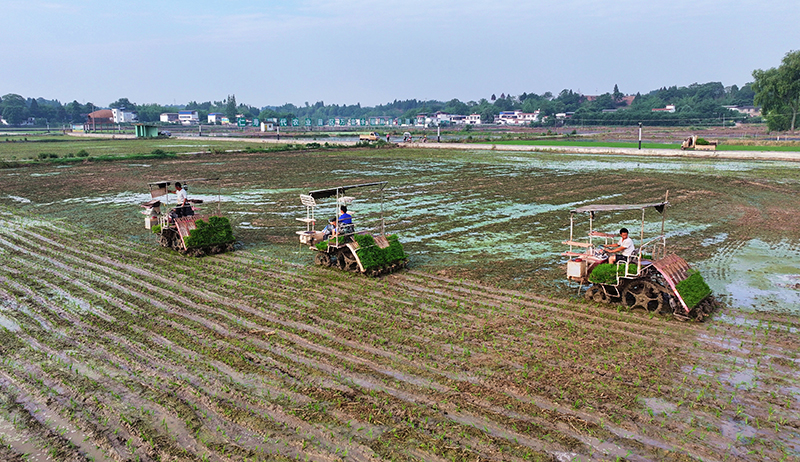 组图｜打造更高水平的“天府粮仓” 眉山仁寿农机插秧忙_fororder_在仁寿县珠嘉镇棚村村，越友种植专业合作社正在进行水稻机插秧全程托管服务。-07