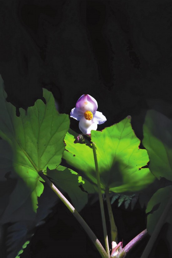 云南：南滚河保护区生物家族频频“上新”