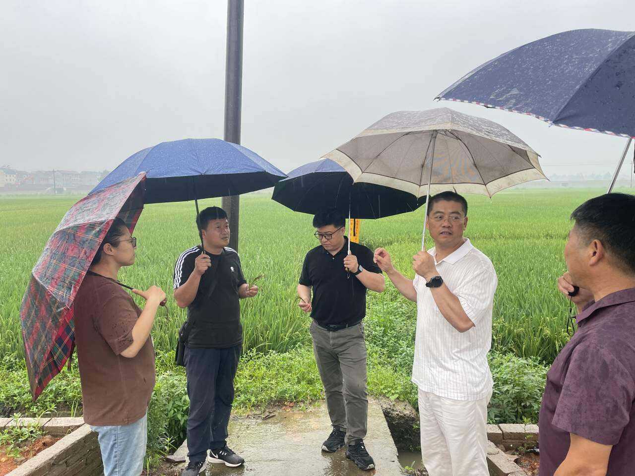 浙江多地强降雨 农业专家一线指导防灾_fororder_1804864744929697792_1280px