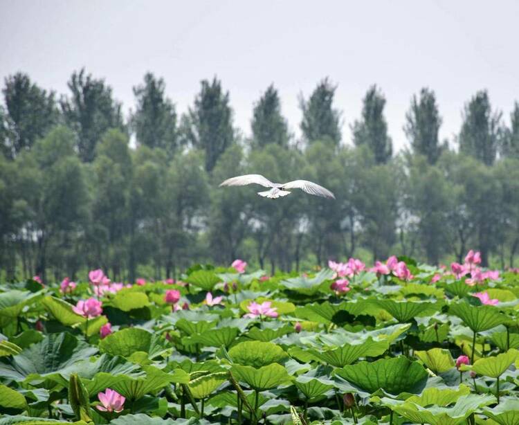 遼河七星湖景區：3000畝荷花如約綻放