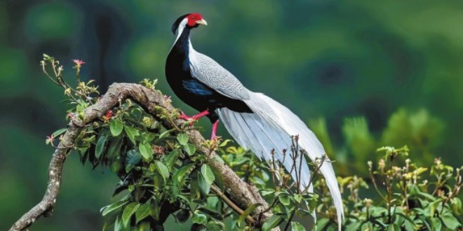 云南：南滚河保护区生物家族频频“上新”