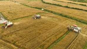 商城县：16万亩小麦进入集中收割期  全力保障夏粮归仓