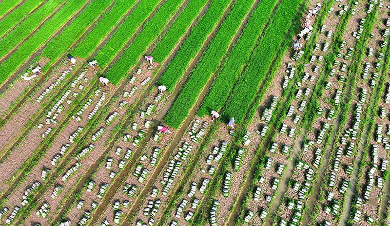 组图｜打造更高水平的“天府粮仓” 眉山仁寿农机插秧忙_fororder_在仁寿县青岗乡瑞云村，村民起水稻秧苗。-01