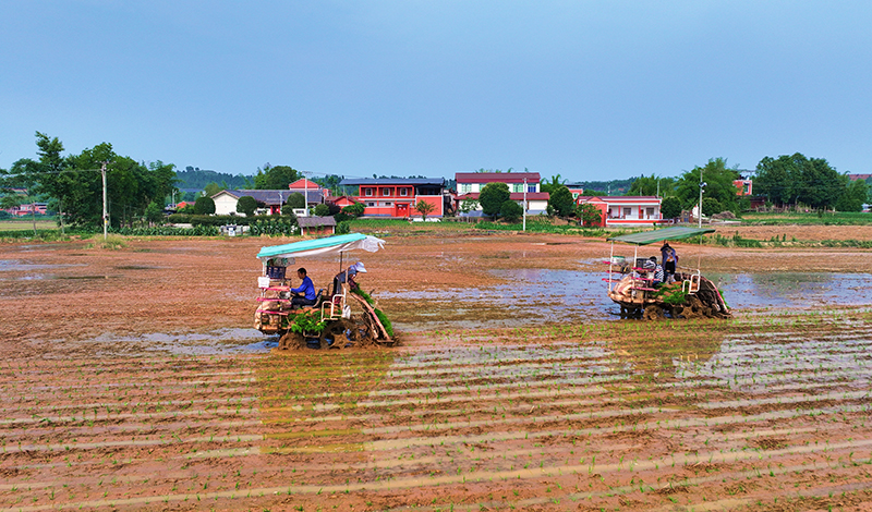 组图｜打造更高水平的“天府粮仓” 眉山仁寿农机插秧忙_fororder_在仁寿县青岗乡瑞云村，农机手正在驾驶插秧机栽插水稻秧苗。--02