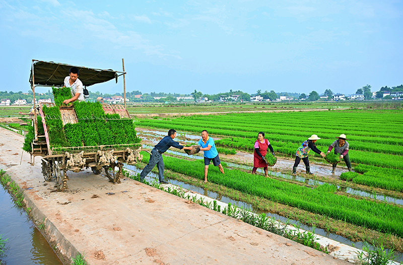 组图｜打造更高水平的“天府粮仓” 眉山仁寿农机插秧忙_fororder_在仁寿县珠嘉镇棚村村，越友种植专业合作社的工人正在将水稻秧苗装车。-04