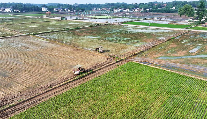组图｜打造更高水平的“天府粮仓” 眉山仁寿农机插秧忙_fororder_在仁寿县珠嘉镇棚村村，越友种植专业合作社正在进行水稻机插秧全程托管服务。-010