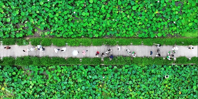 重慶：3000畝荷花綻放 “花經濟”助力鄉村遊