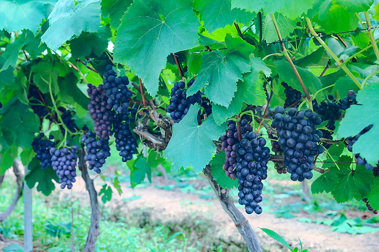 自贡市贡井区迎来葡萄丰收季 幸福采摘园喜迎游客_fororder_1葡萄成熟待采摘