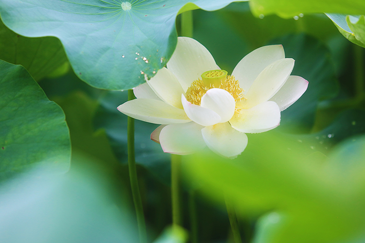 自贡市贡井区荷花盛开迎客来 夏日赏荷正当时_fororder_3荷花盛开