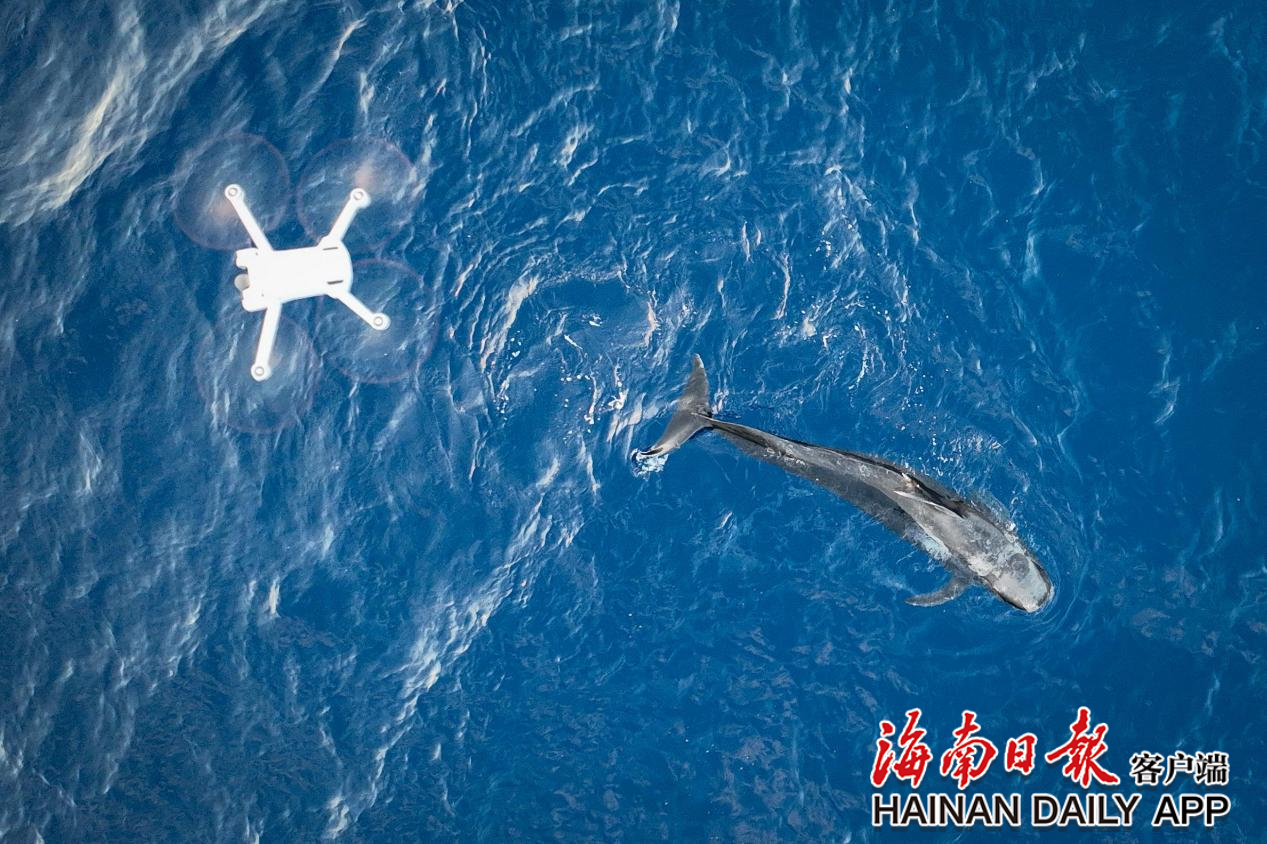 擱淺短肢領航鯨“海棠”重歸大海！_fororder_2c925c678e664b4e018fb2f5cad5558d