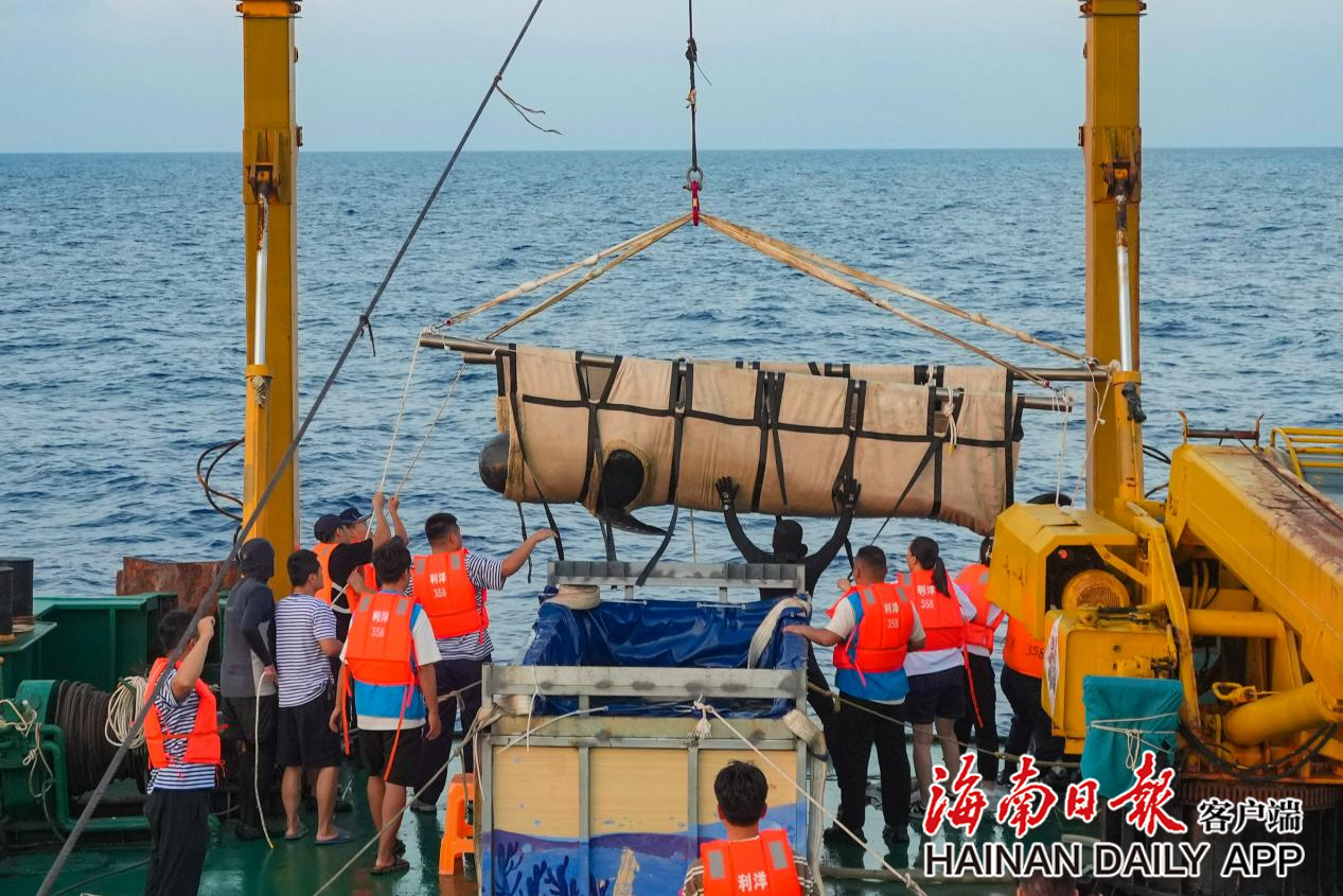 擱淺短肢領航鯨“海棠”重歸大海！_fororder_2c925c668e664428018fb2f5c58a5399