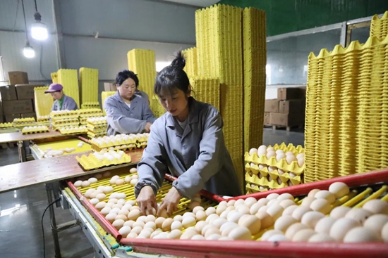 貴州威寧：大力發展智慧化蛋雞養殖 把蛋雞養殖産業變成“搖錢産業”_fororder_5月22日，務工群眾正在分揀雞蛋。（夏靜 攝）