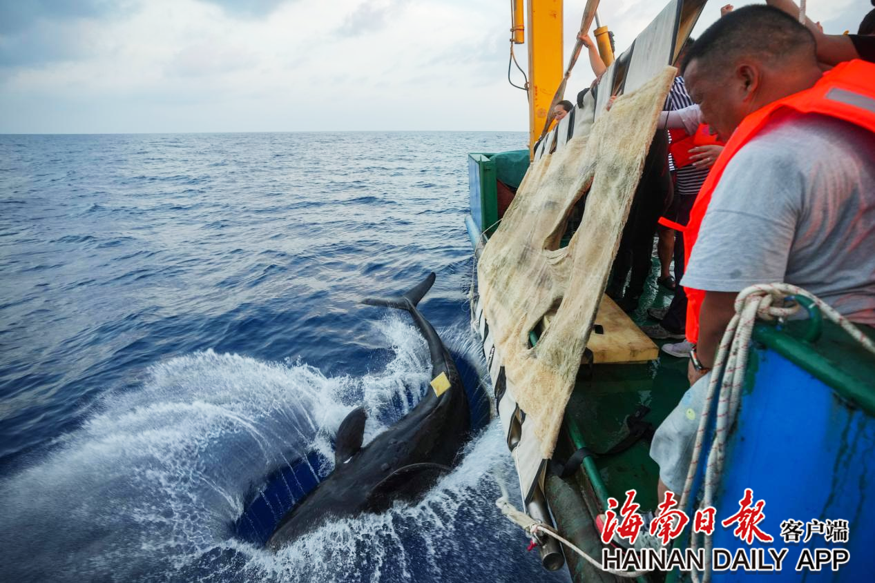 擱淺短肢領航鯨“海棠”重歸大海！_fororder_2c925c678e664b4e018fb2ffeb8e5597