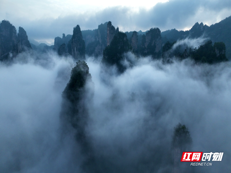 张家界：武陵源黄石寨出现壮美云海景观_fororder_2