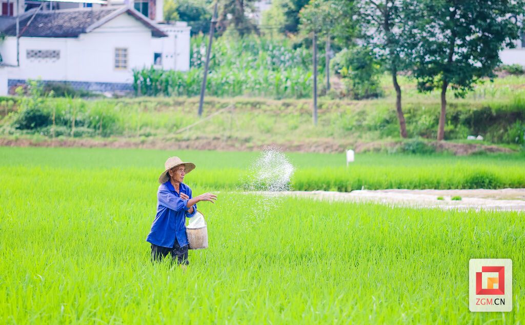 （转载）【光影视界】自贡富顺：水稻进入拔节期