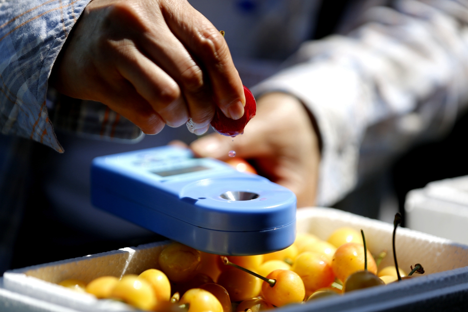 保定市满城区:樱桃成熟红满枝 以节为媒促振兴