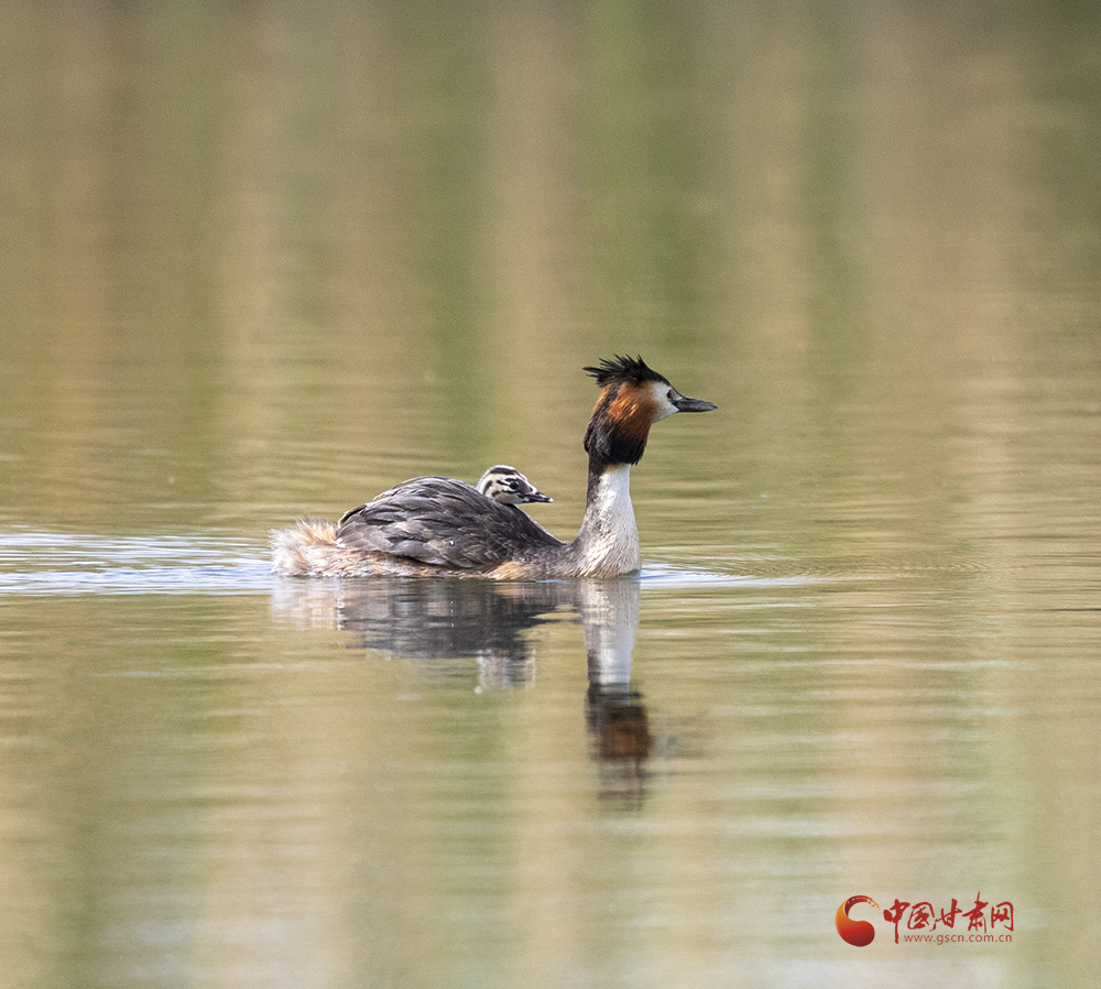 甘肅敦煌陽關濕地：生態“寶”地 鳥類家族喜事連連_fororder_2