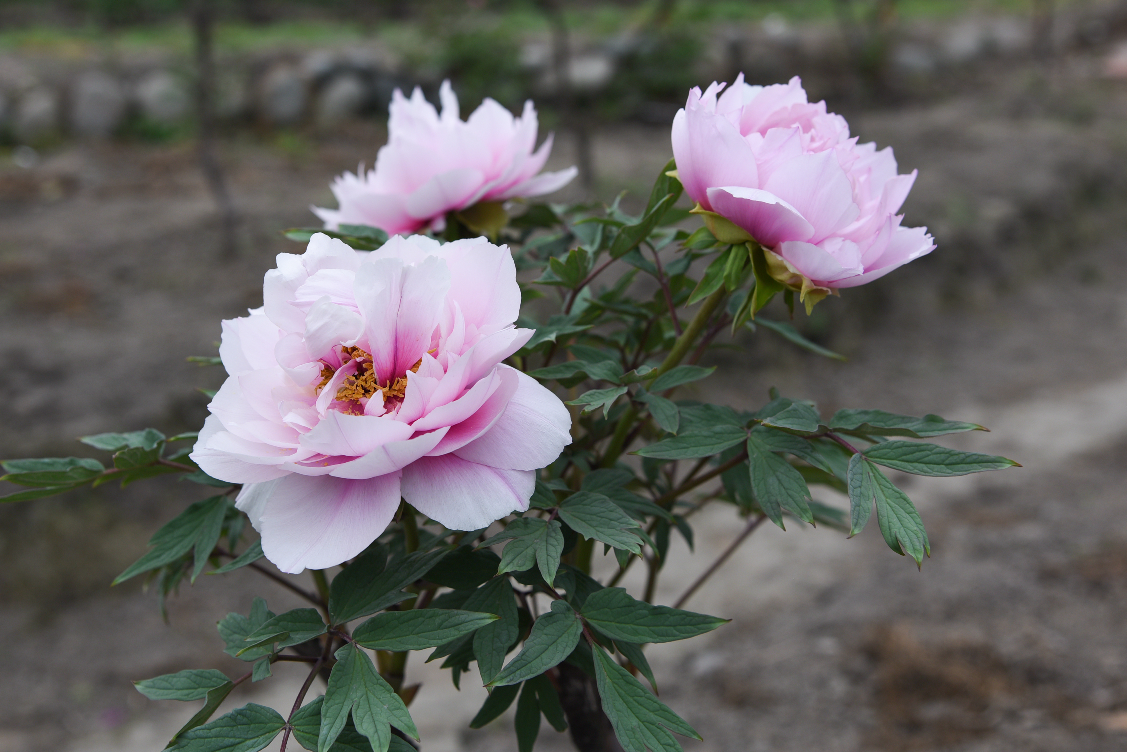 擦亮“天彭牡丹”名片 成都市植物园与彭州市签订天彭牡丹保育合作协议