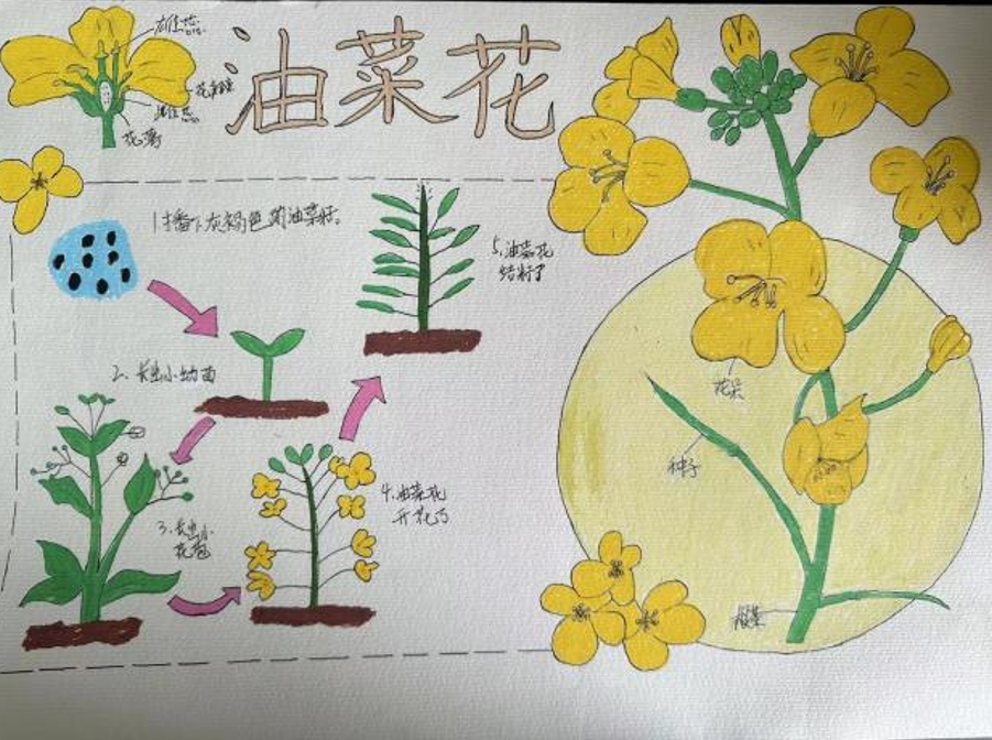 金华市曹宅镇中心小学潘村校区开展“油菜的一生”课后服务综合实践课程_fororder_微信截图_20240529110155