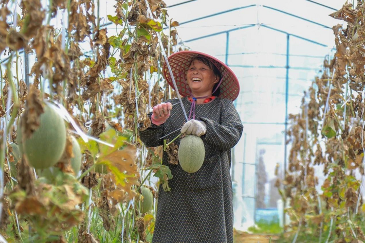 廣西天等龍茗鎮：哈密瓜“甜蜜”上市_fororder_圖片11